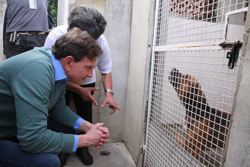 crivellaeosanimais_1