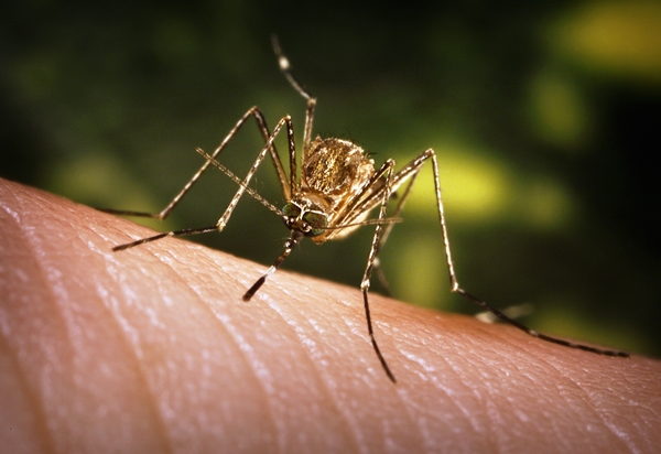 Rio_de_Janeiro_tem_11_cidades_de_alto_risco_para_a_dengue